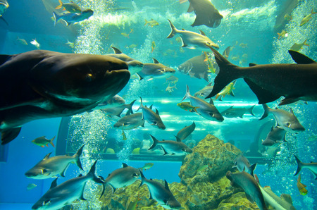 Closeup of beautiful Sea Fish In fish tank