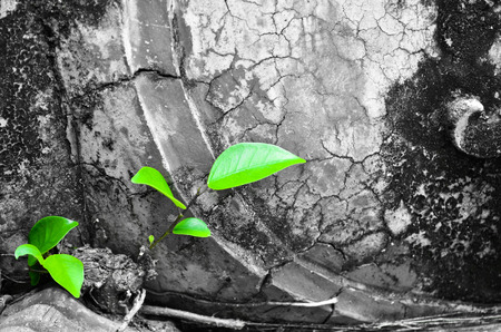 Background of green foliage.の写真素材