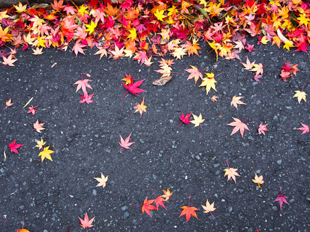 japan autumn tree background - Stock Image