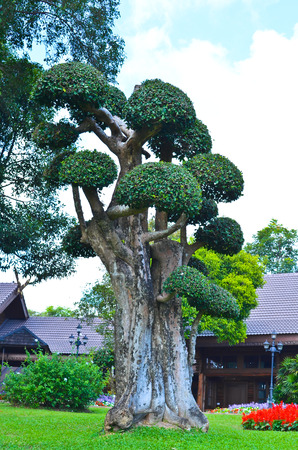 bonzi Tree - Stock Imageの写真素材