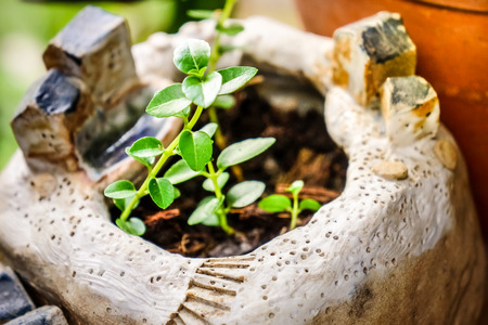 Small tree in woodshelf interior decorateの写真素材