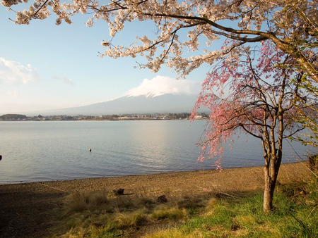 Mt Fuji and Cherry Blossom at lake Kawaguchikoの写真素材