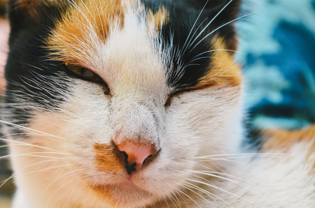 three-color  catの写真素材