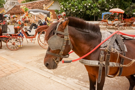 horse fairy tale carriage cabinの写真素材