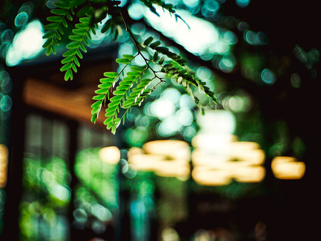 little leaf with blury backgroundの写真素材