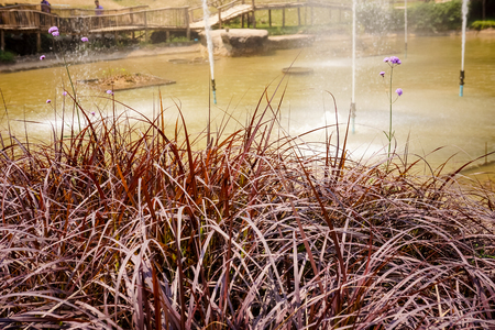 Violet flower and wheat grass near pondの写真素材