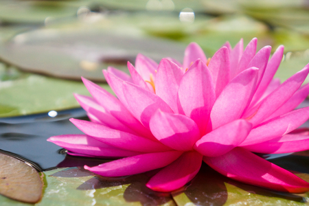 Blooming lotus flower in the pondの写真素材