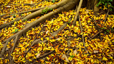 Autumn leaves under the autumn trees - autumn landscapeの写真素材
