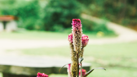 Wildflowers in Green Backgroundの写真素材