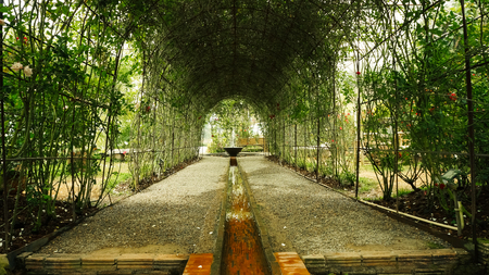 Morning in the rose gardenの写真素材