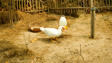 Duck in country farmの写真素材