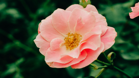 Pink rose bushの写真素材