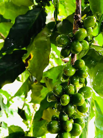 Coffee tree with coffee beanの写真素材