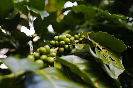 Coffee tree with coffee beanの写真素材