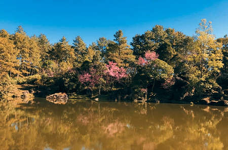 Bright colorful autumn forest landscape, trees near river and blue skyの写真素材