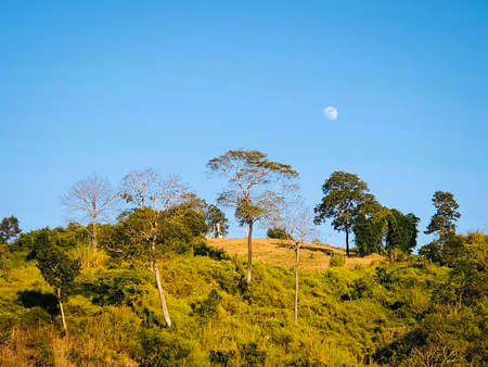 Plantations on Hill Slopes.の写真素材