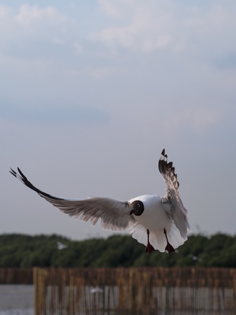Seagulls in mangrove forest reserve bangpoo Thailandの写真素材