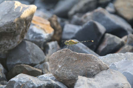 dragonflyの写真素材