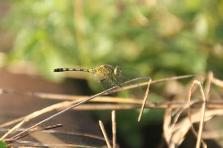dragonflyの写真素材