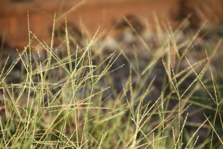 grassの写真素材