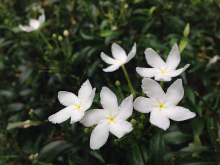 Tiny flowersの素材