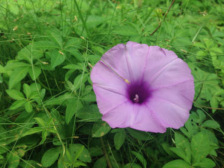 Purple flowerの素材