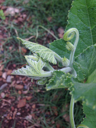 Pumpkin leafletの素材