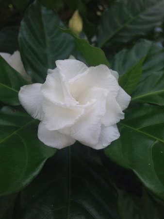 White flowerの素材