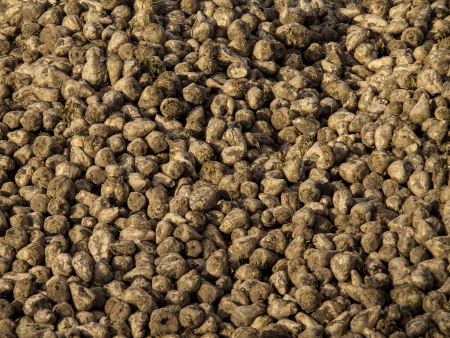 close up image of sugar beet の写真素材