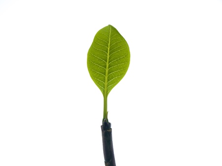 green leaf of Plumeriain a pot on a white backgroundの写真素材
