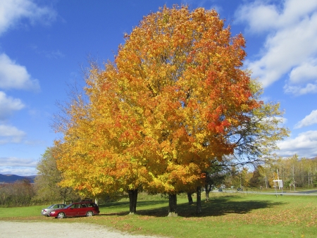 tree with beautiful colors and a blue skyの写真素材