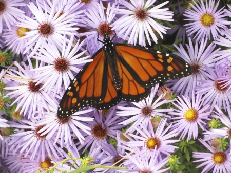 beautiful colorful Monarch butterfly on a flowerの写真素材