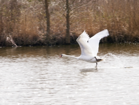 white swans flying over the water with a blue sky in the backgroundの写真素材