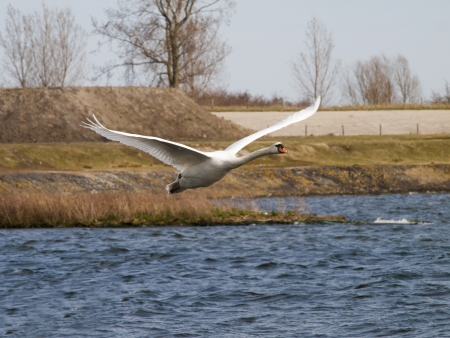 white swan flying with a blue sky in the backgroundの写真素材