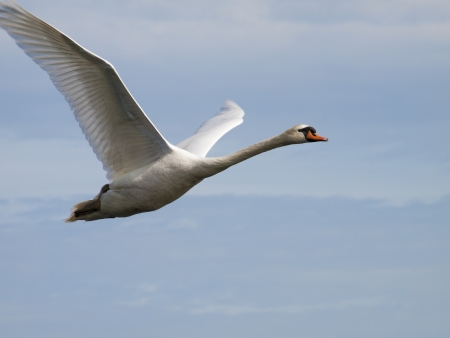white swan flying with a blue sky in the backgroundの写真素材