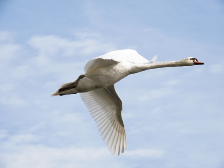 white swan flying with a blue sky in the backgroundの写真素材