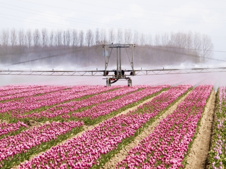 spray machine over a tulip fieldの写真素材