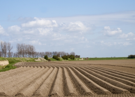 potato field at an early stageの写真素材