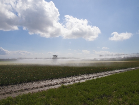 spray machine over a tulip fieldの写真素材