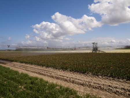 spray machine over a tulip fieldの写真素材