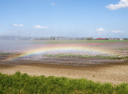 spray machine over a tulip field with a colorful rainbowの写真素材