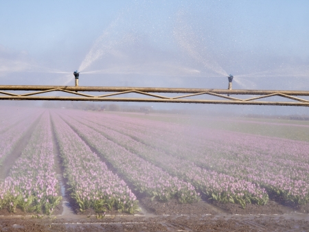 spray machine over a tulip fieldの写真素材