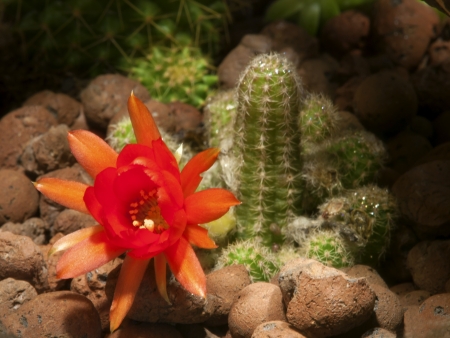 cactus flower in a natural environmentの写真素材