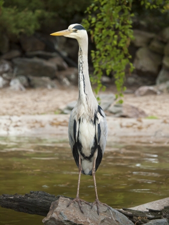 blue heron in a natural environmentの写真素材