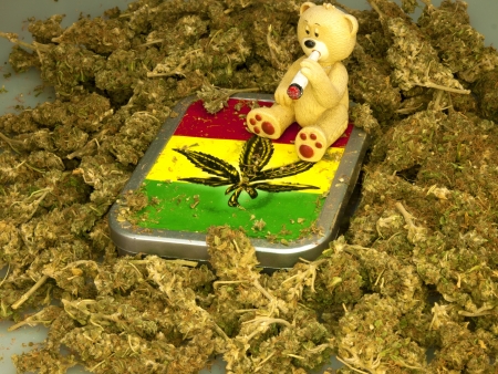 mariuana as a background with a smoking bearの写真素材