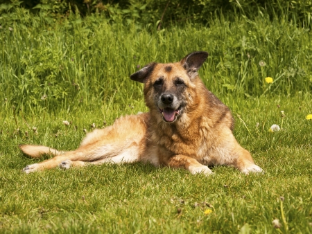Shepherd dog lying in the grassの写真素材