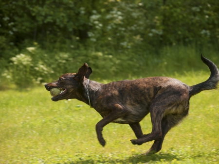running dog with ball in his mouthの写真素材