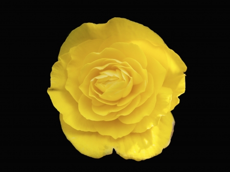 yellow begonia with a dark backgroundの写真素材
