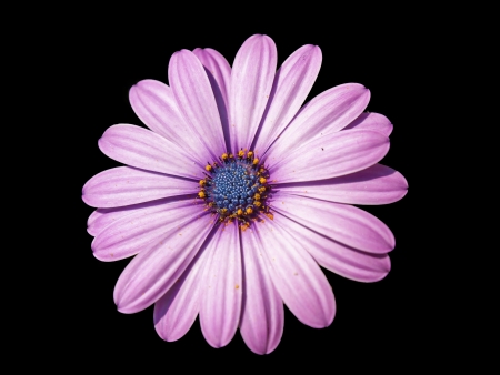 spanish daisy with a black backgroundの写真素材