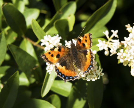 red admiral butterfly on blossomの写真素材